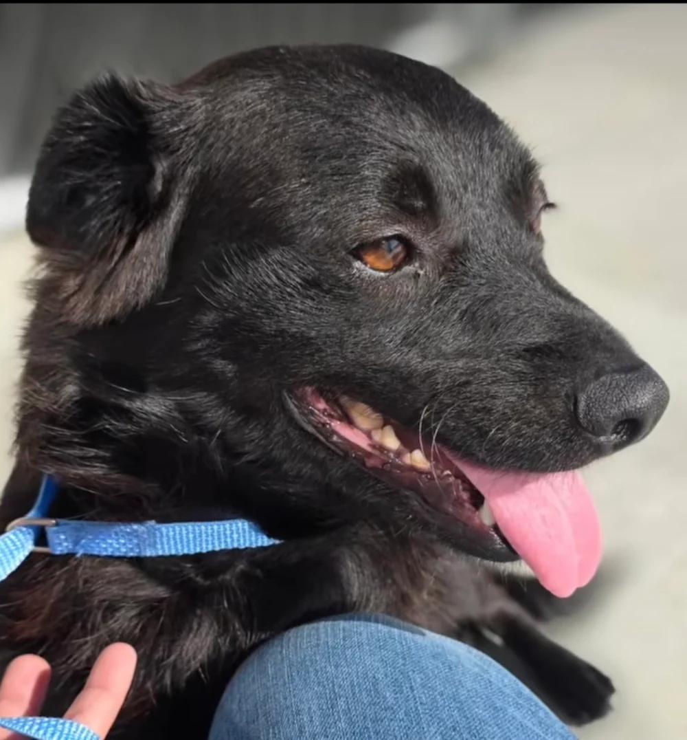 Misa, ADOPTABLE, Young Female Cocker Spaniel.