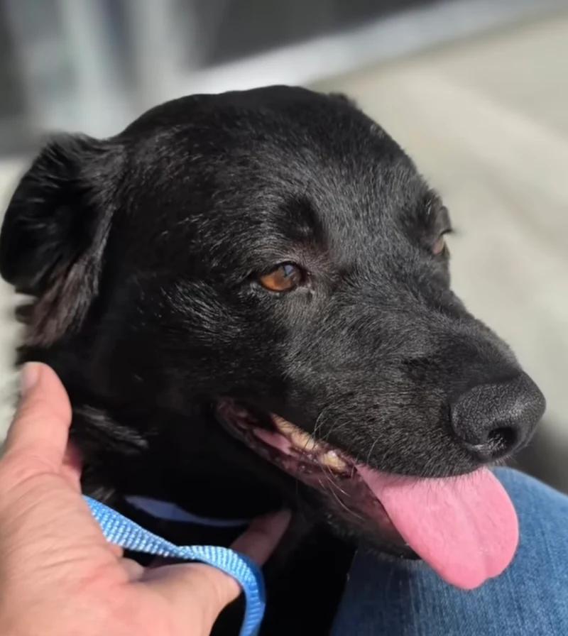 Misa, a ADOPTABLE mixed breed in Santa Clara, CA image 2/4