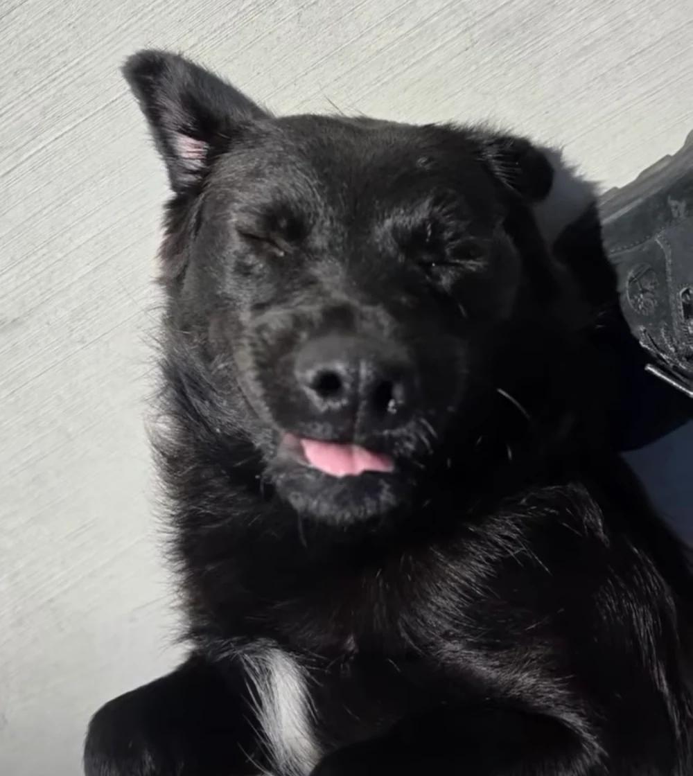 Misa, a ADOPTABLE mixed breed in Santa Clara, CA image 3/4