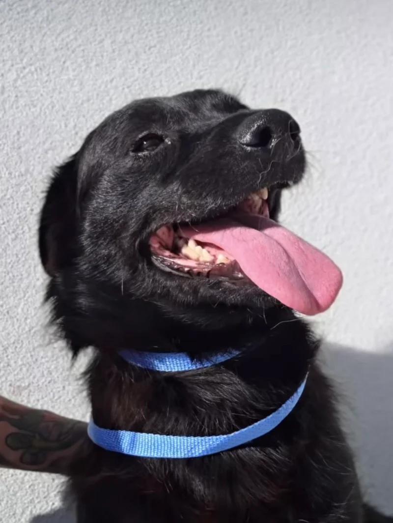 Misa, a ADOPTABLE mixed breed in Santa Clara, CA image 4/4