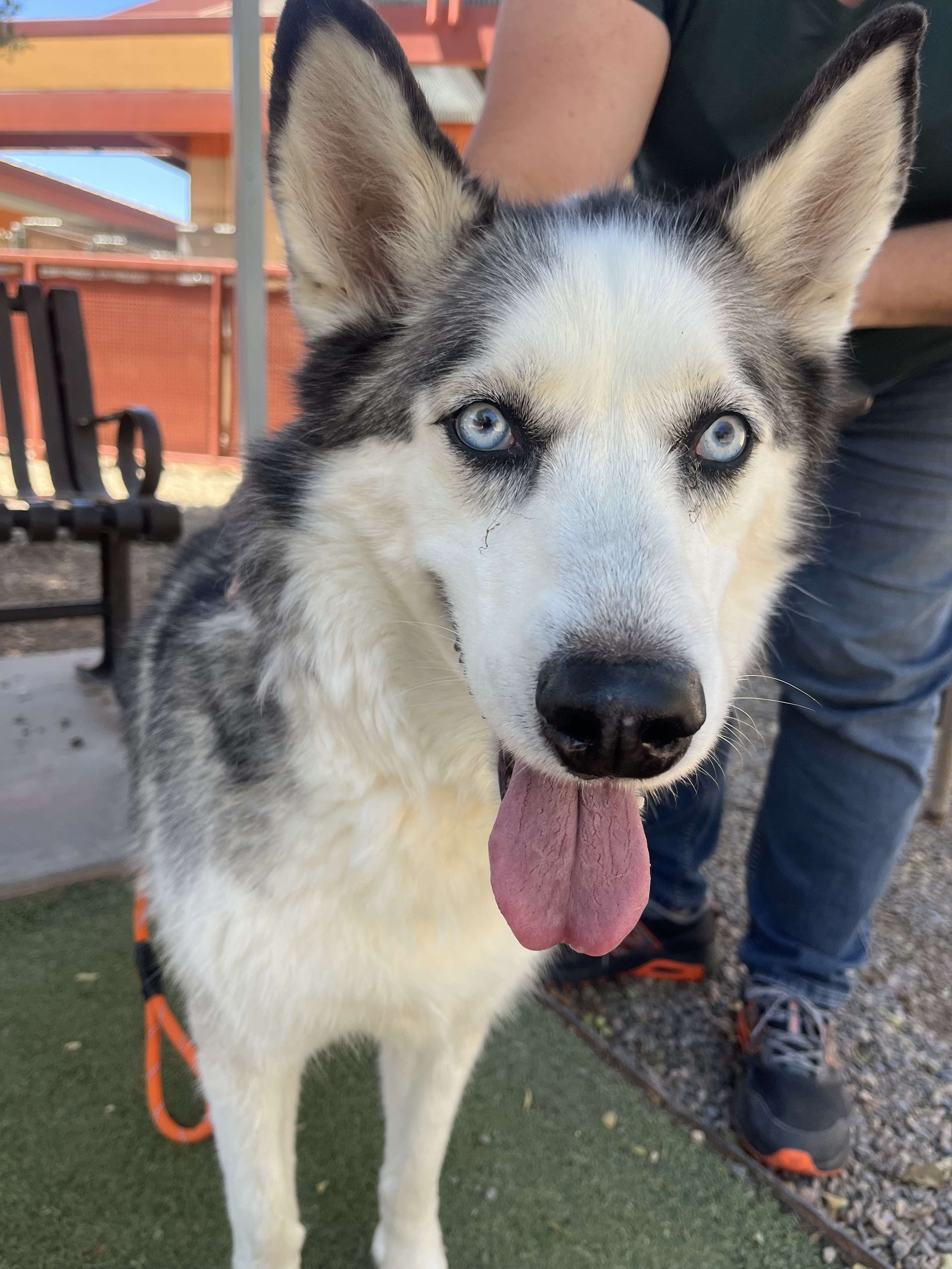 Bella, Adult Female unknown