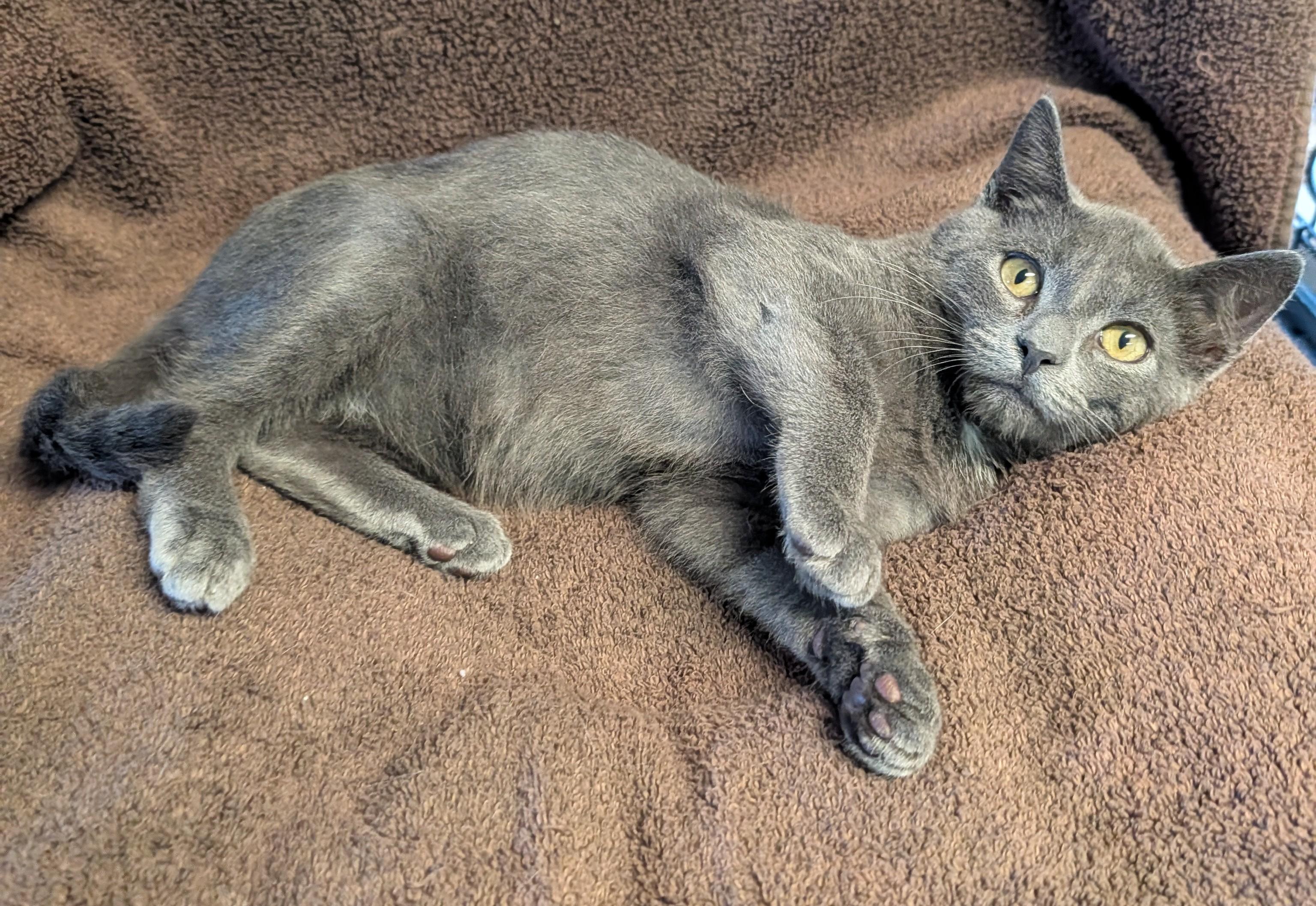 Enlarge Toby, a Adoptable Domestic Short Hair in Brockport, NY image 3/5