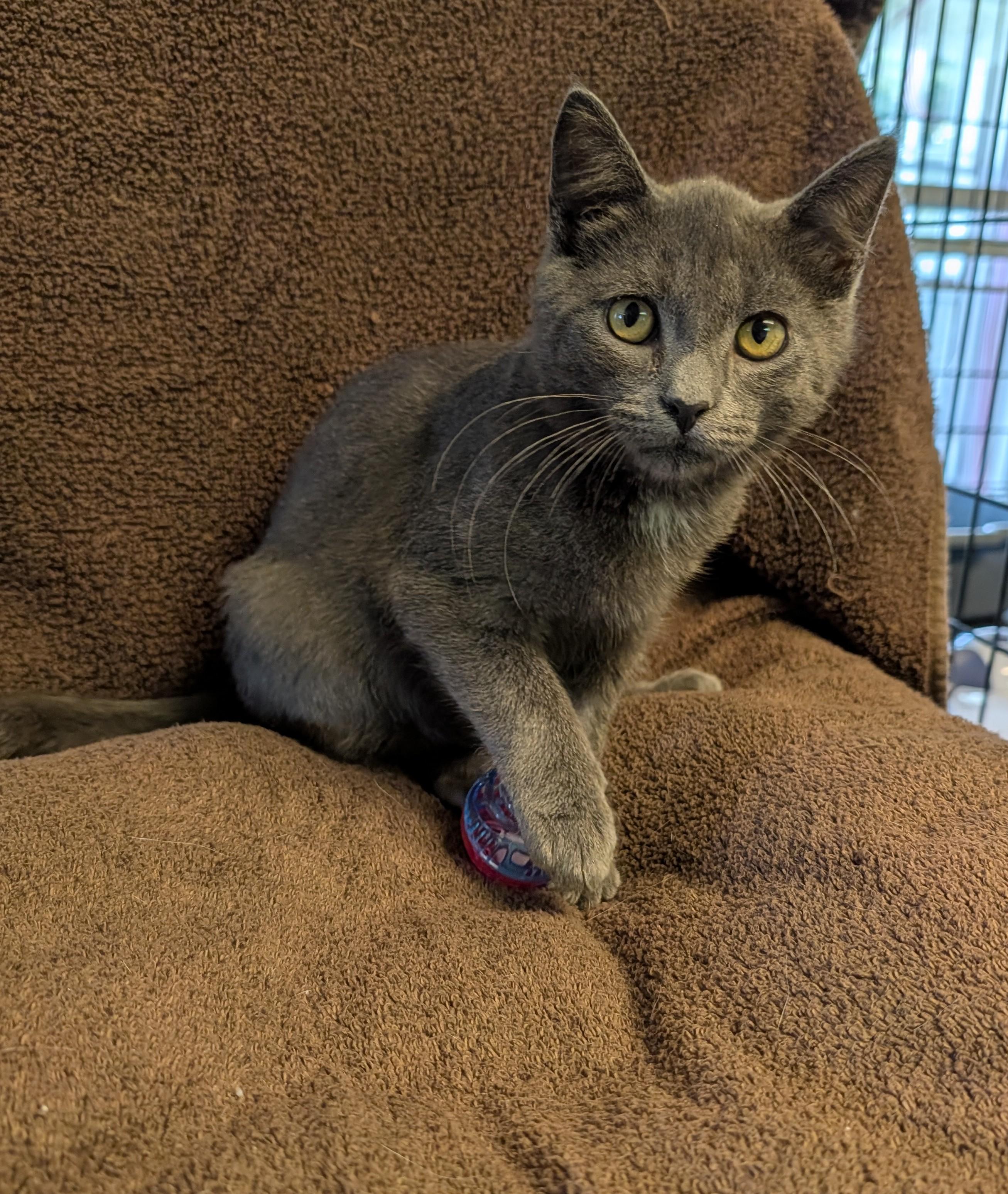 Toby, Adoptable, Kitten Male Domestic Short Hair.