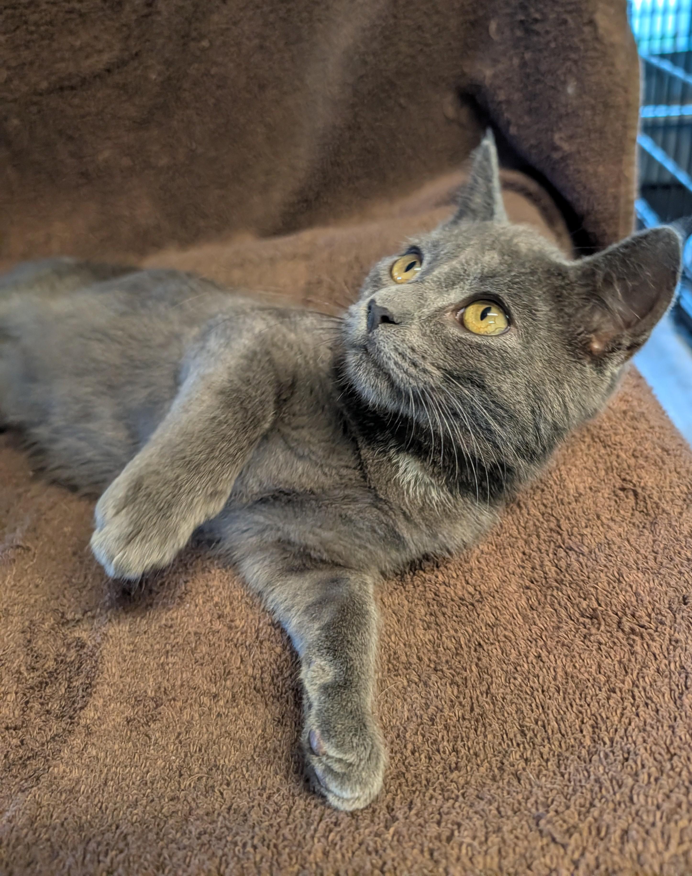 Enlarge Toby, a Adoptable Domestic Short Hair in Brockport, NY image 2/5