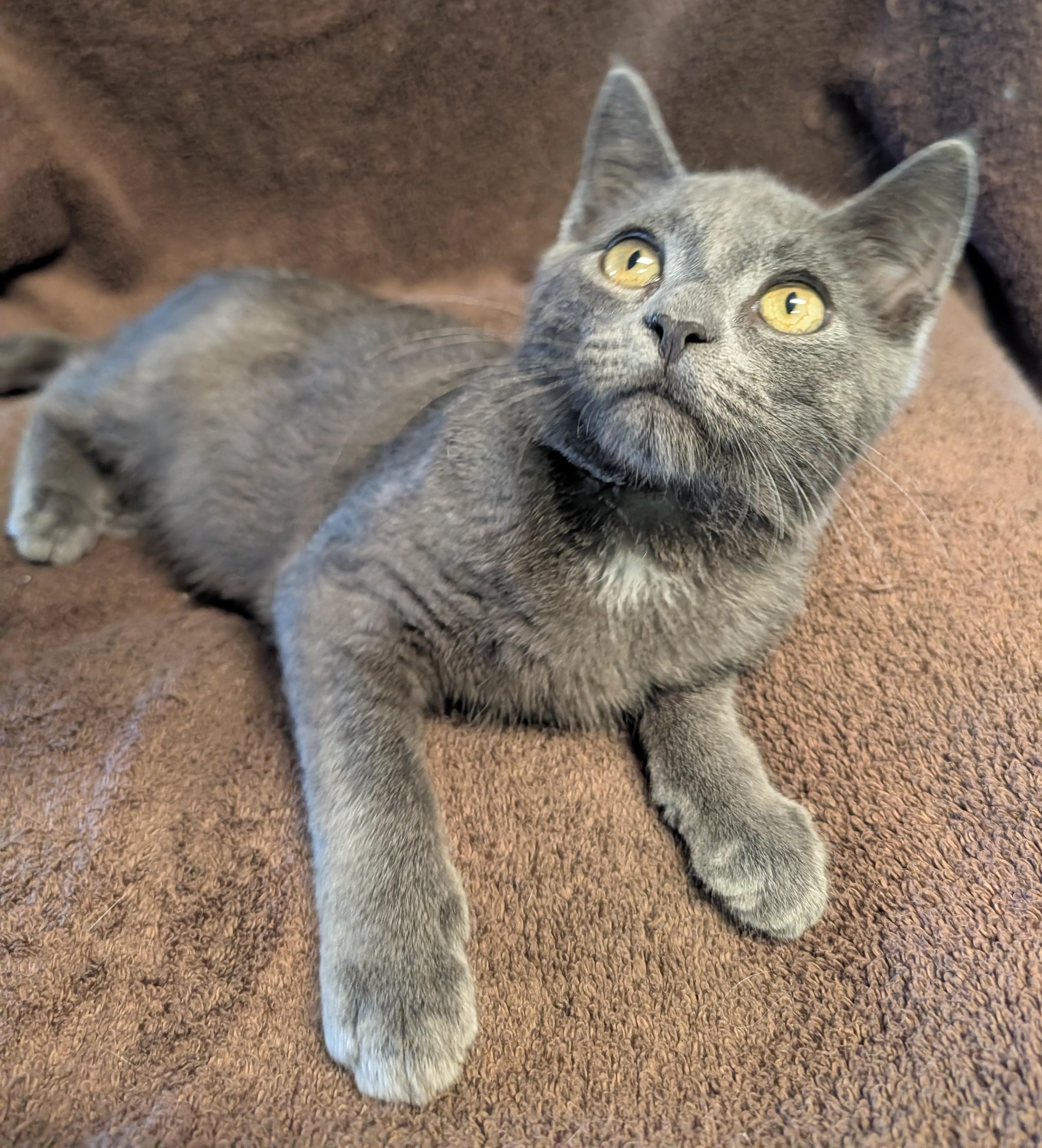 Enlarge Toby, a Adoptable Domestic Short Hair in Brockport, NY image 4/5