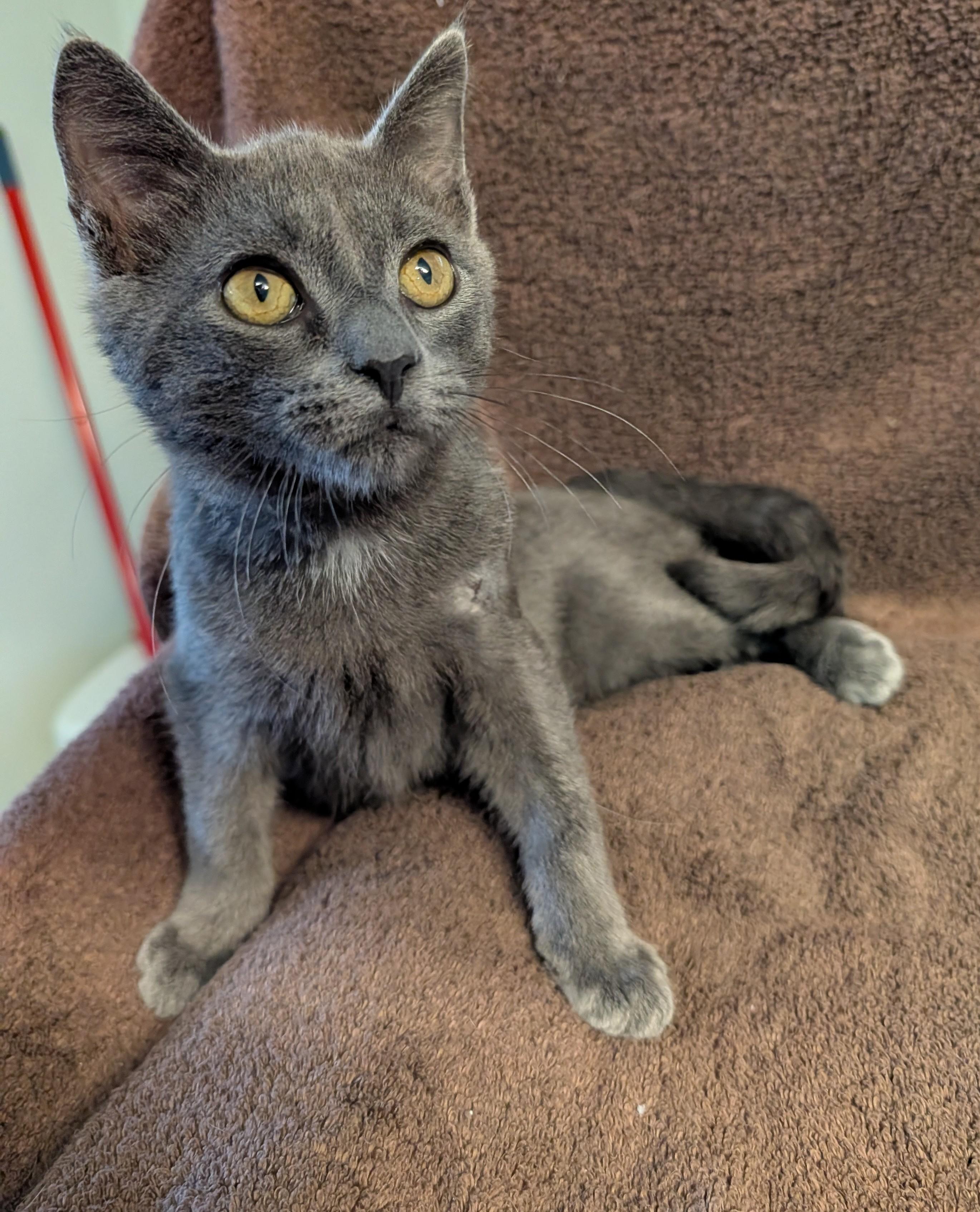 Enlarge Toby, a Adoptable Domestic Short Hair in Brockport, NY image 5/5