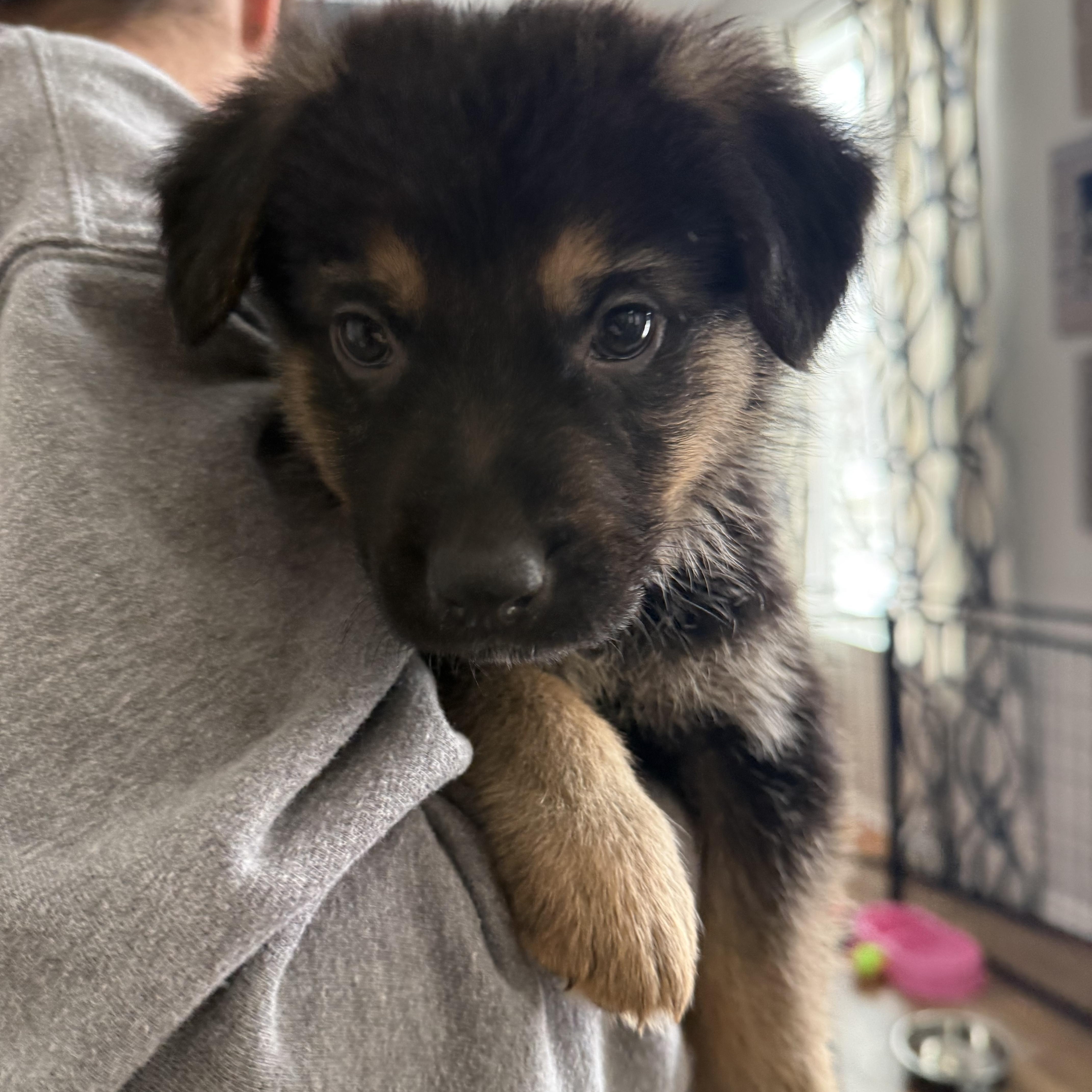 Enlarge Dancer, an adopted mixed breed in Oswego, IL image 1/1