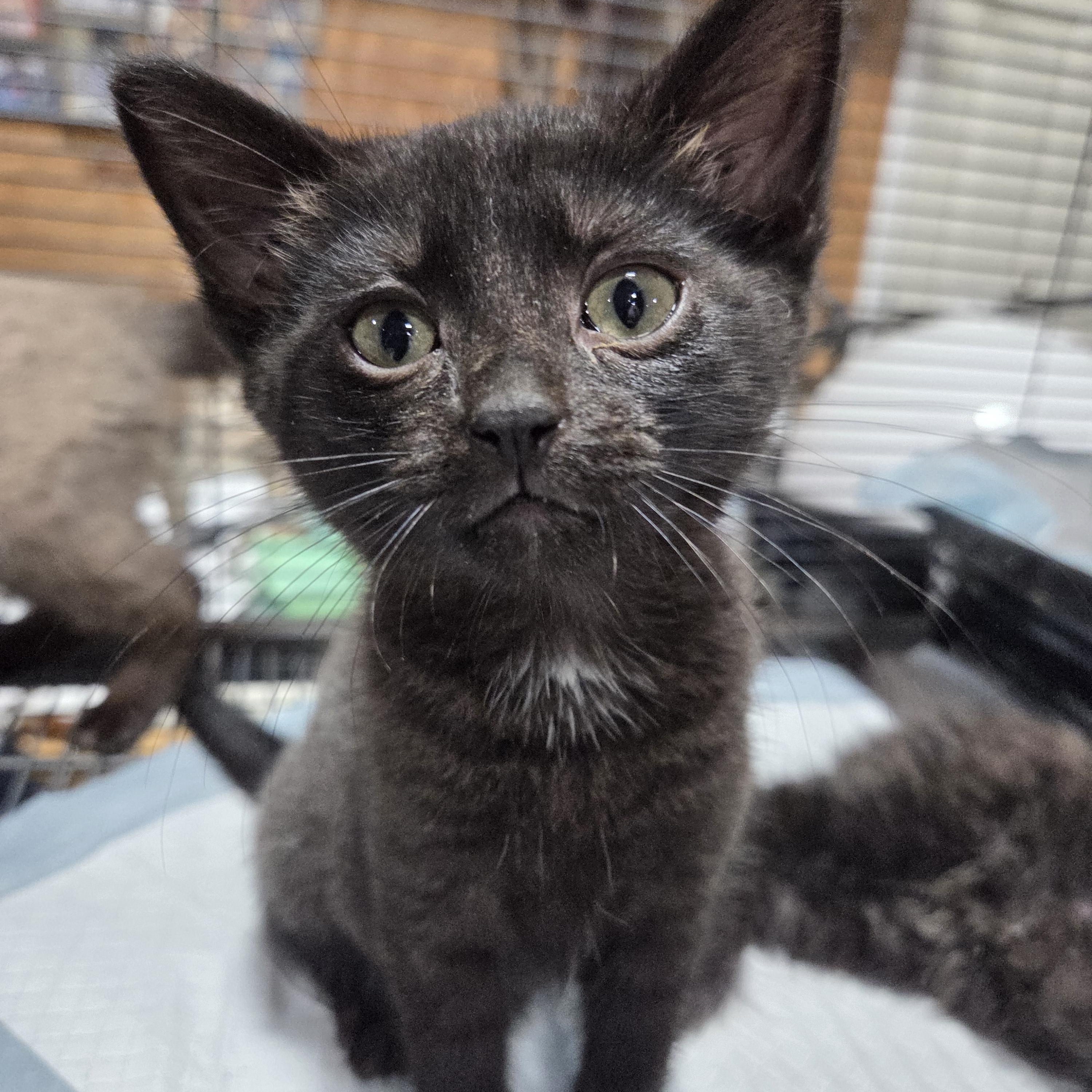 Baby Bear, ADOPTABLE, Kitten Female Domestic Short Hair.