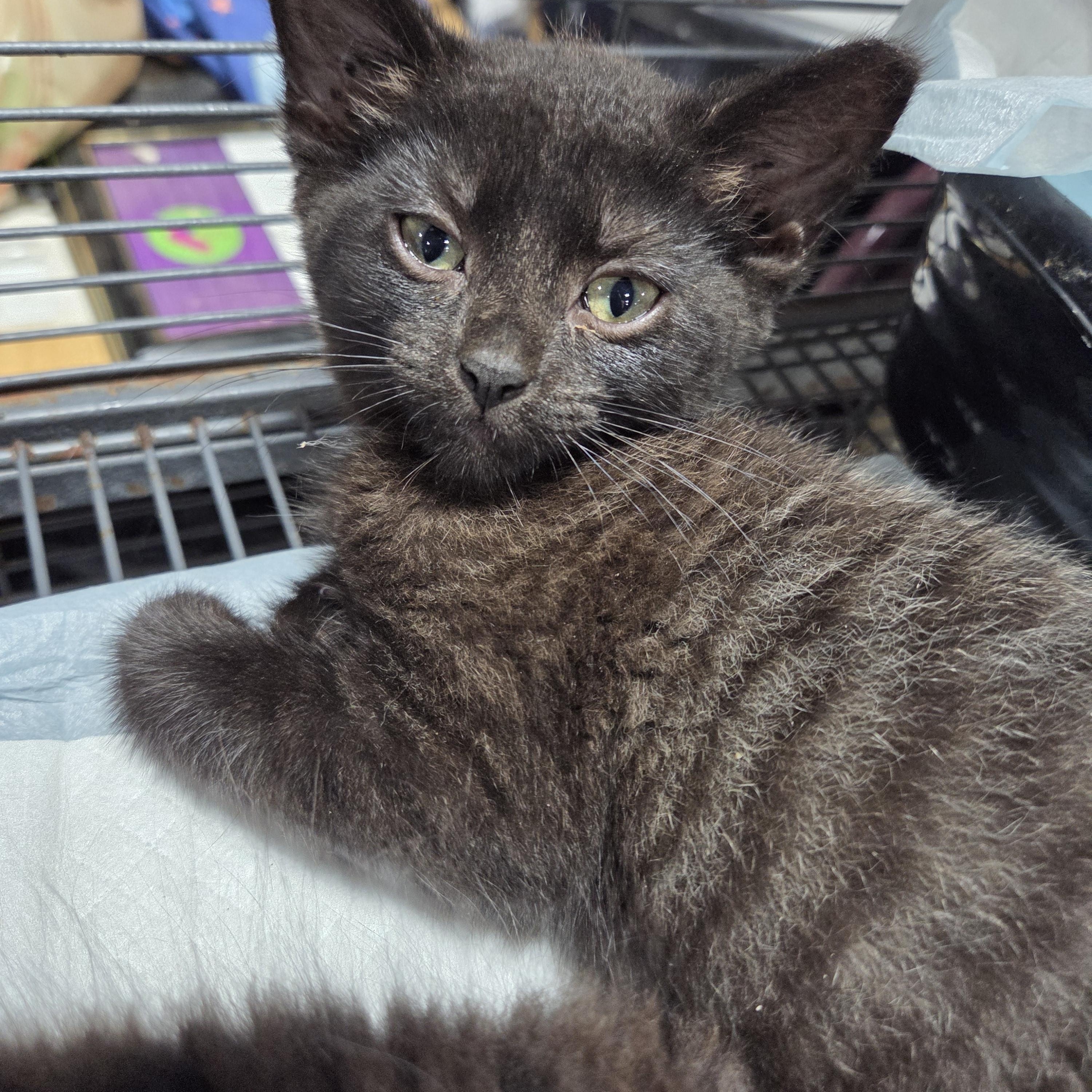 Baby Bear, a ADOPTABLE Domestic Short Hair in Columbia, MO image 2/5