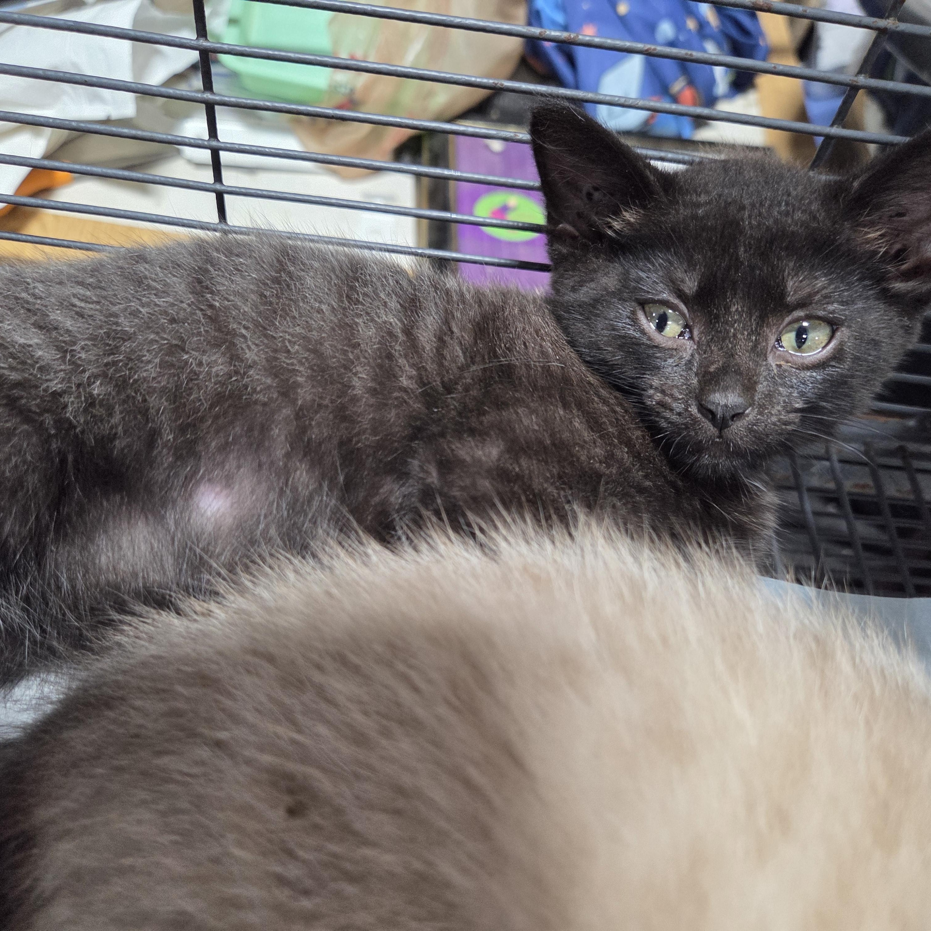 Baby Bear, a ADOPTABLE Domestic Short Hair in Columbia, MO image 4/5