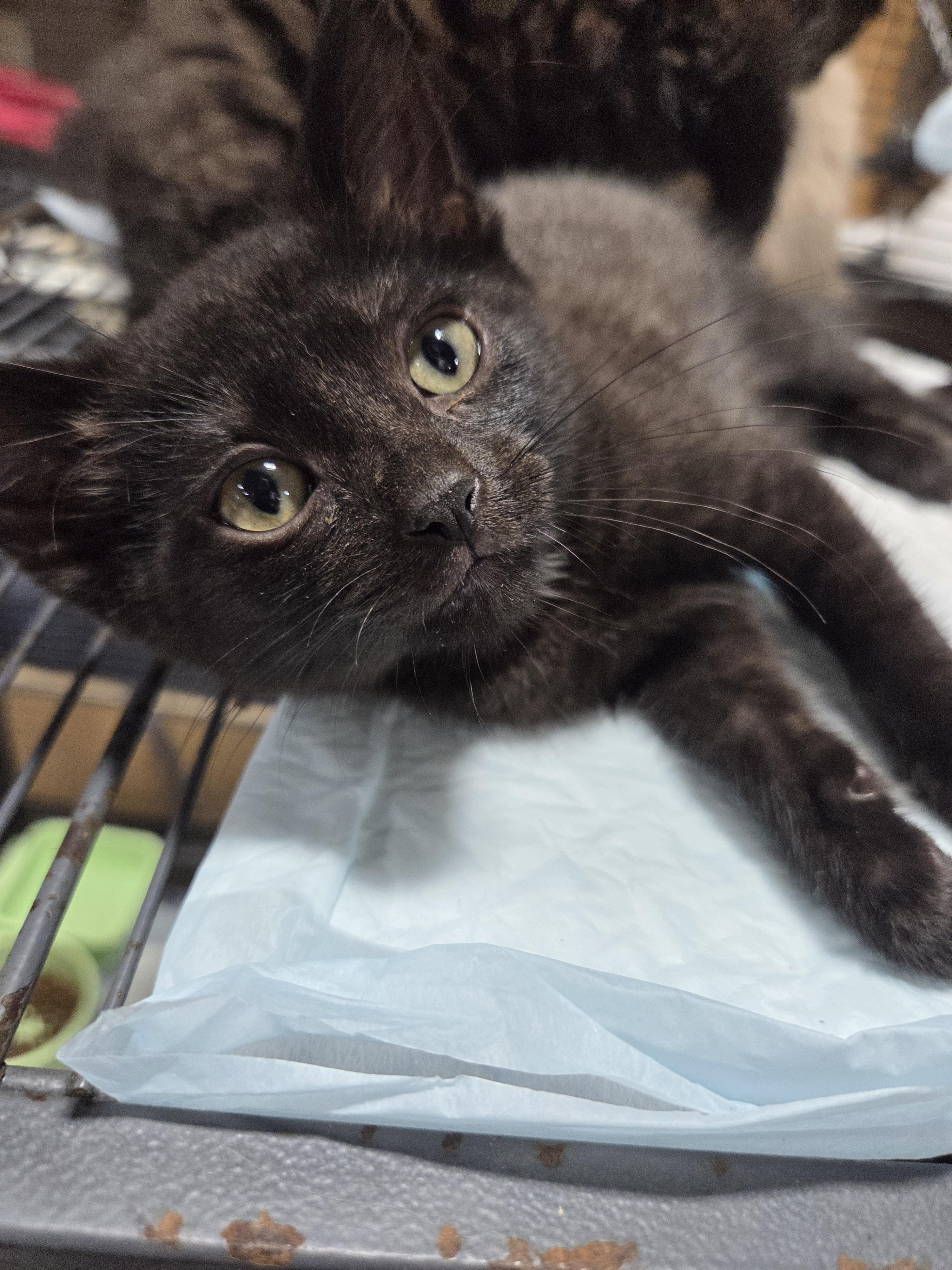 Baby Bear, a ADOPTABLE Domestic Short Hair in Columbia, MO image 5/5