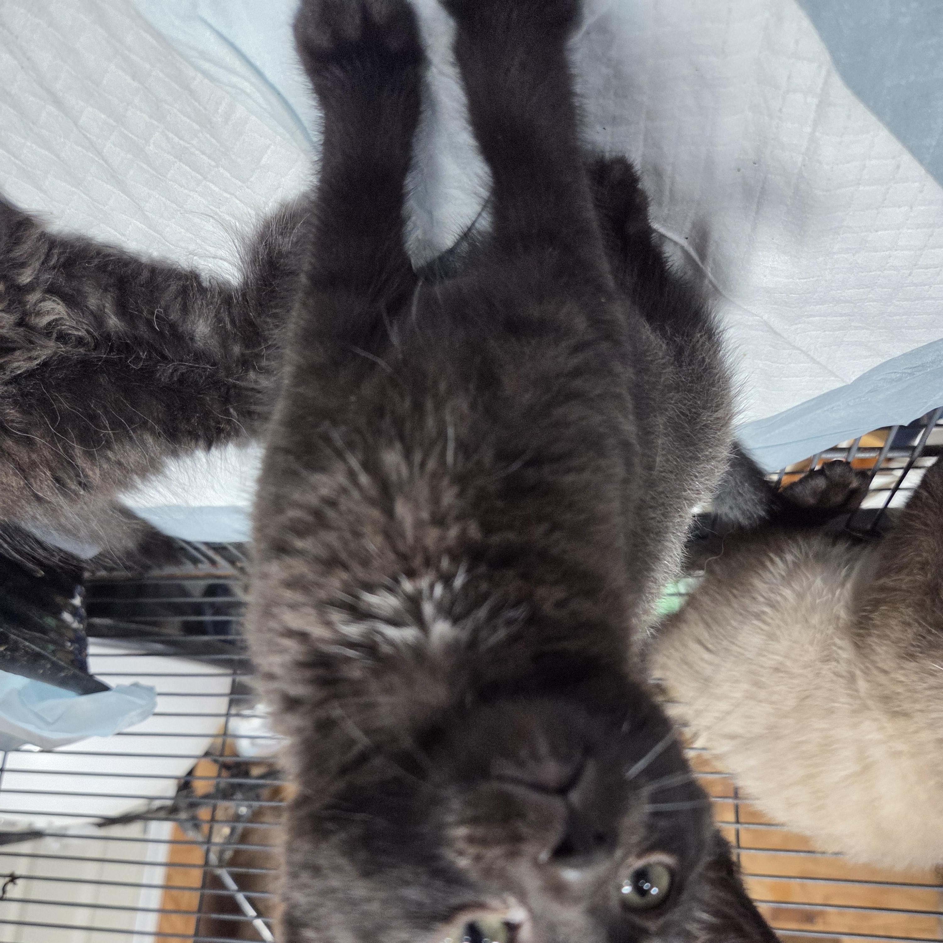 Baby Bear, a ADOPTABLE Domestic Short Hair in Columbia, MO image 3/5