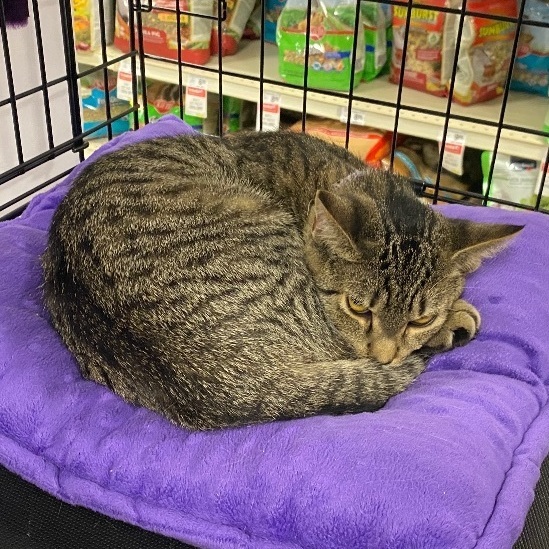 Enlarge Joule, a Adoptable Domestic Short Hair in Kenhorst, PA image 1/1