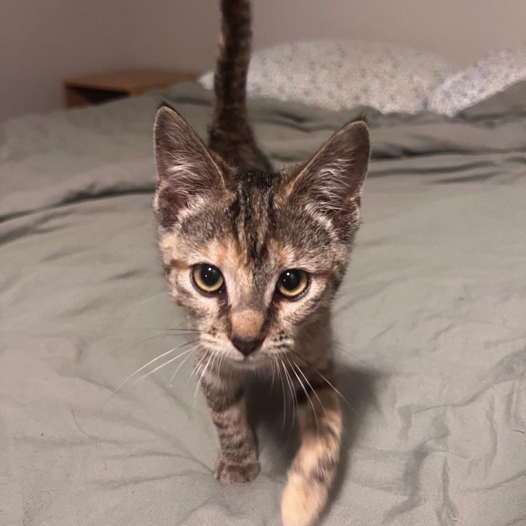 Lucy, a Adoptable Domestic Short Hair in Henderson, KY image 1/2