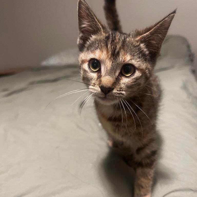 Lucy, a Adoptable Domestic Short Hair in Henderson, KY image 2/2