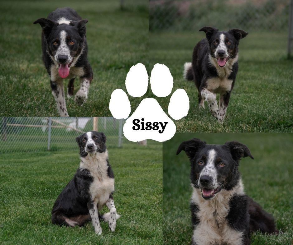 Enlarge Sissy, a ADOPTABLE mixed breed in Winchester, KY image 1/1