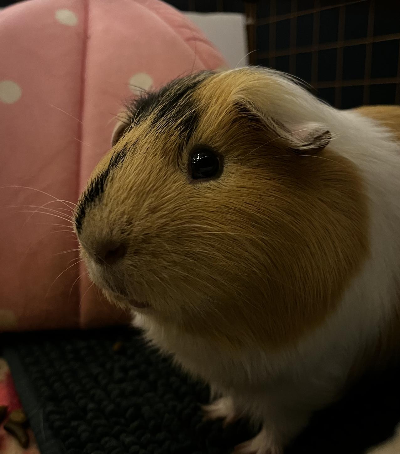 Enlarge Dean & Eugene, a ADOPTABLE Guinea Pig in Minneapolis, MN image 6/6