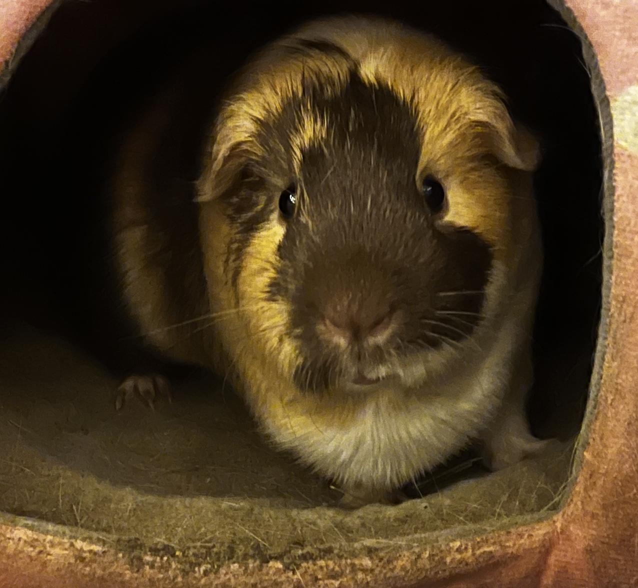 Enlarge Dean & Eugene, a ADOPTABLE Guinea Pig in Minneapolis, MN image 2/6