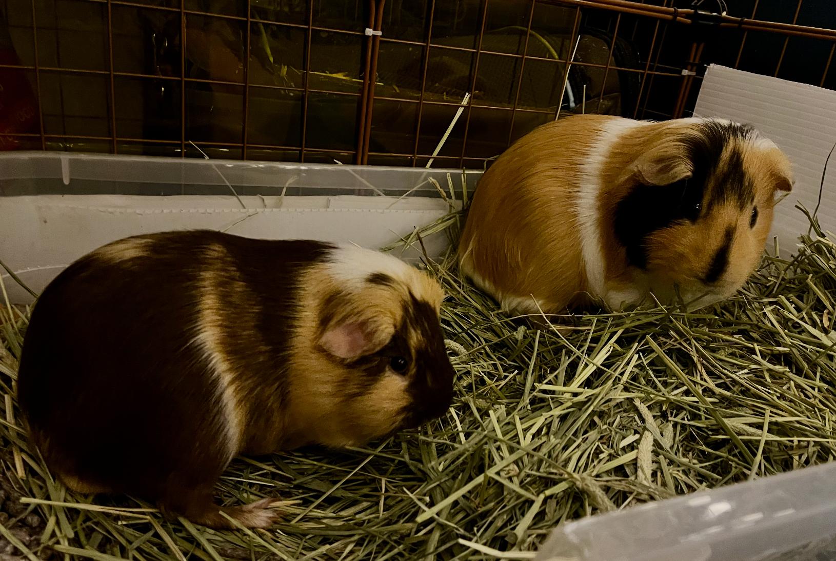 Enlarge Dean & Eugene, a ADOPTABLE Guinea Pig in Minneapolis, MN image 5/6