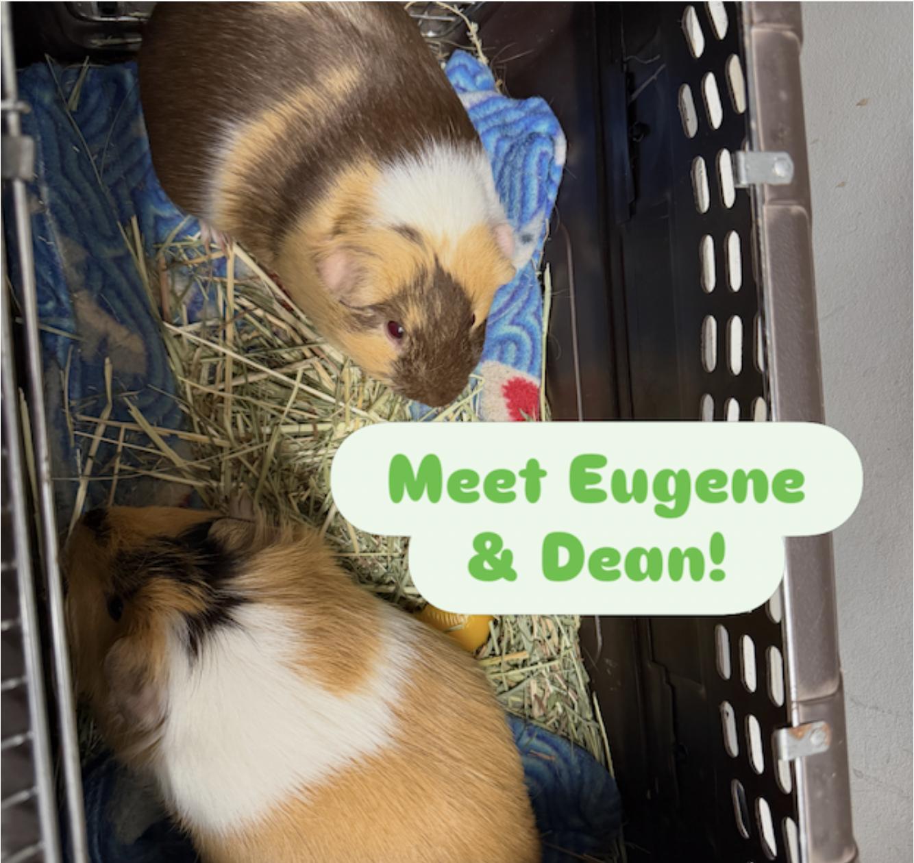 Dean & Eugene, ADOPTABLE, Adult Male Guinea Pig.