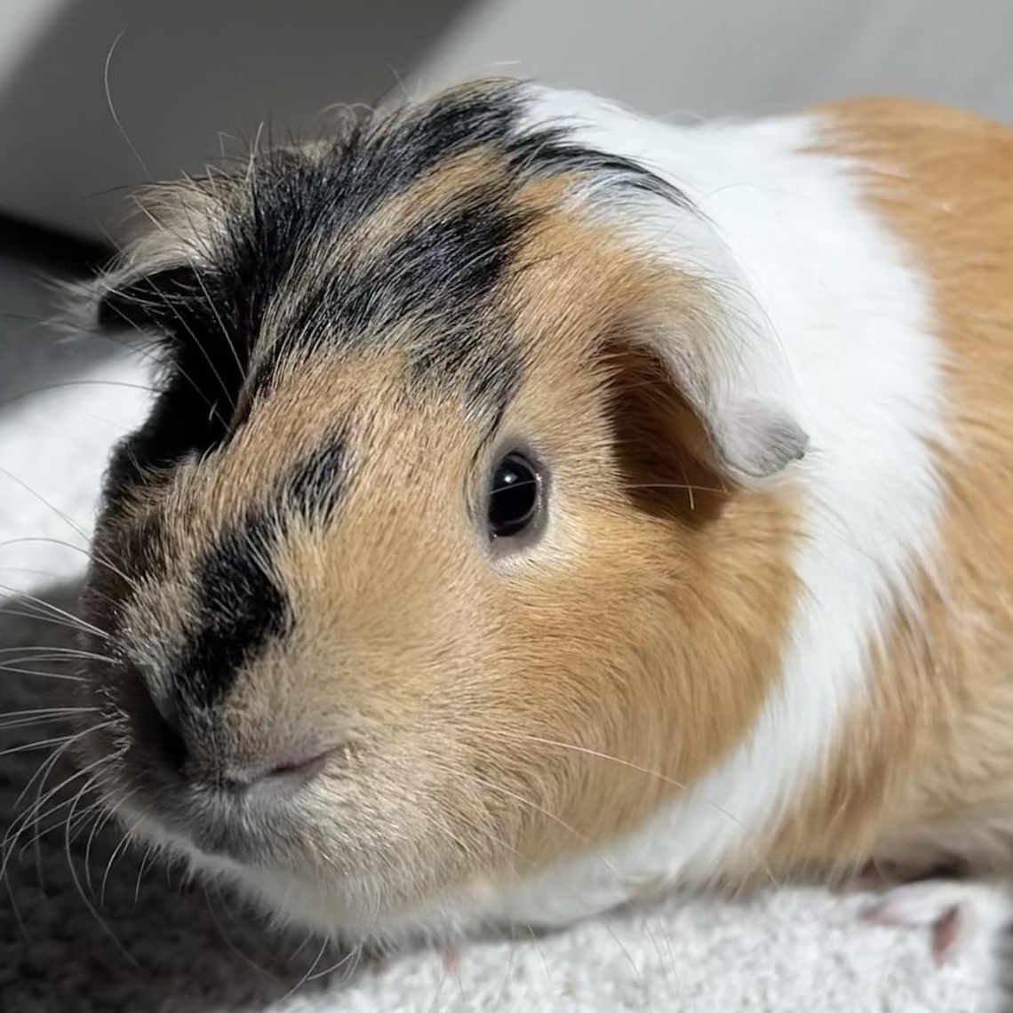 Dean & Eugene, Adoptable, Adult Male Guinea Pig.
