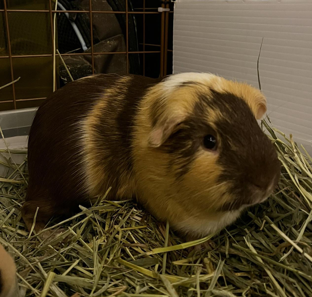 Enlarge Dean & Eugene, a ADOPTABLE Guinea Pig in Minneapolis, MN image 4/6