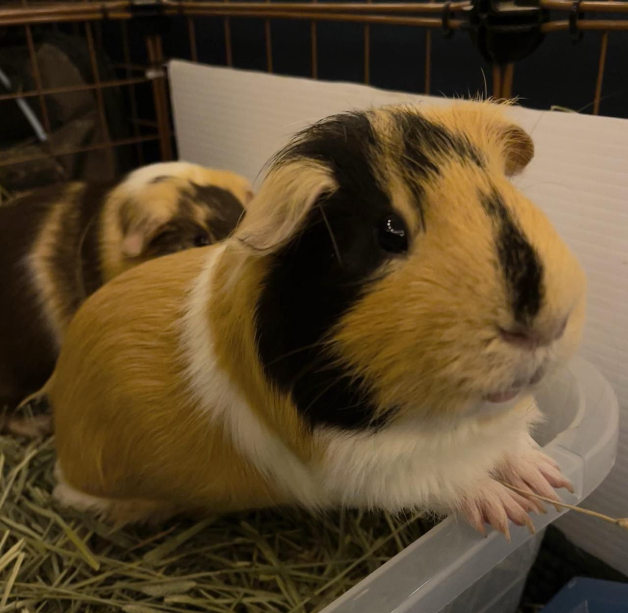 Enlarge Dean & Eugene, a ADOPTABLE Guinea Pig in Minneapolis, MN image 3/6