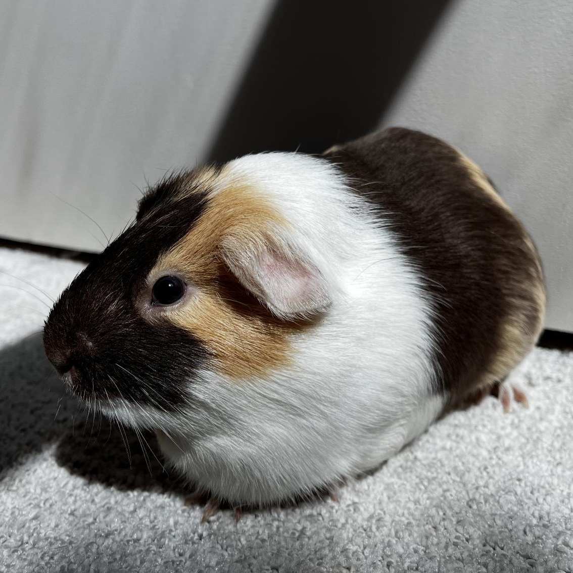 Enlarge Dean & Eugene, a Adoptable Guinea Pig in Minneapolis, MN image 2/6