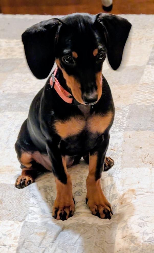 Enlarge Pepper, an adopted Dachshund in Watertown, CT image 3/6