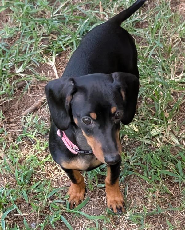 Enlarge Pepper, an adopted Dachshund in Watertown, CT image 5/6