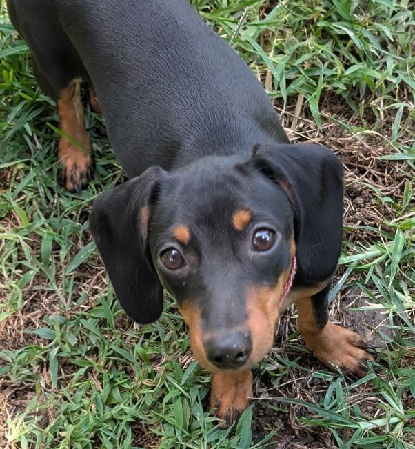 Enlarge Pepper, an adopted Dachshund in Watertown, CT image 4/6