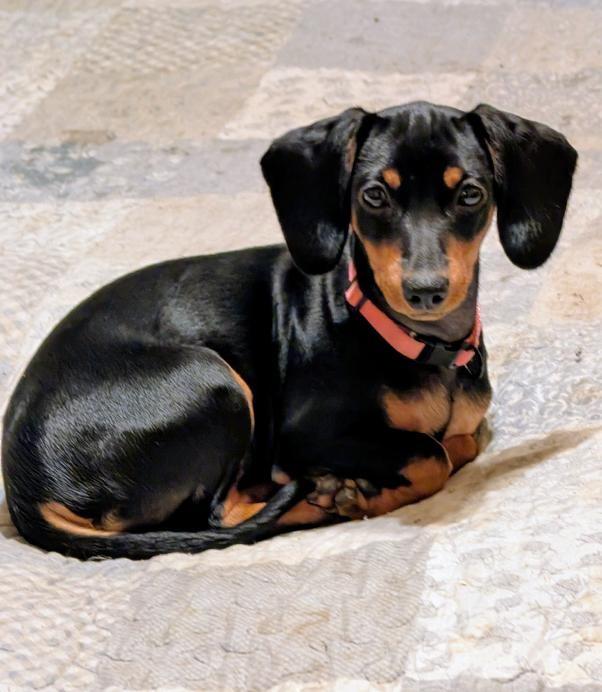 Pepper, adopted, Puppy Female Dachshund.