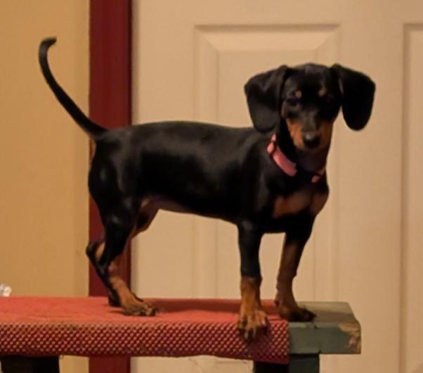 Enlarge Pepper, an adopted Dachshund in Watertown, CT image 2/6
