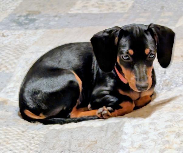 Enlarge Pepper, an adopted Dachshund in Watertown, CT image 6/6