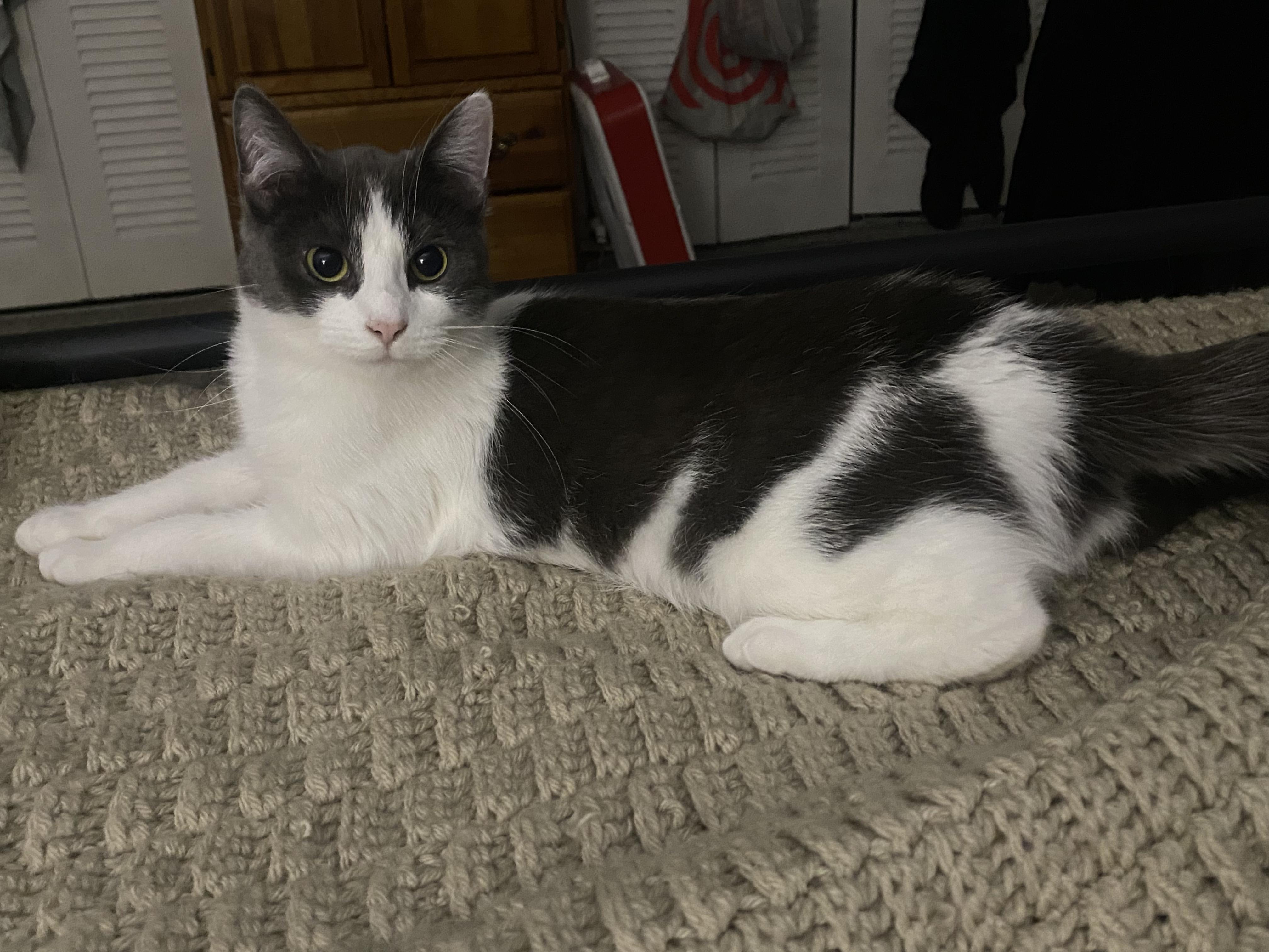 Enlarge Odette, a ADOPTABLE Domestic Short Hair in Gaylordsville, CT image 2/3