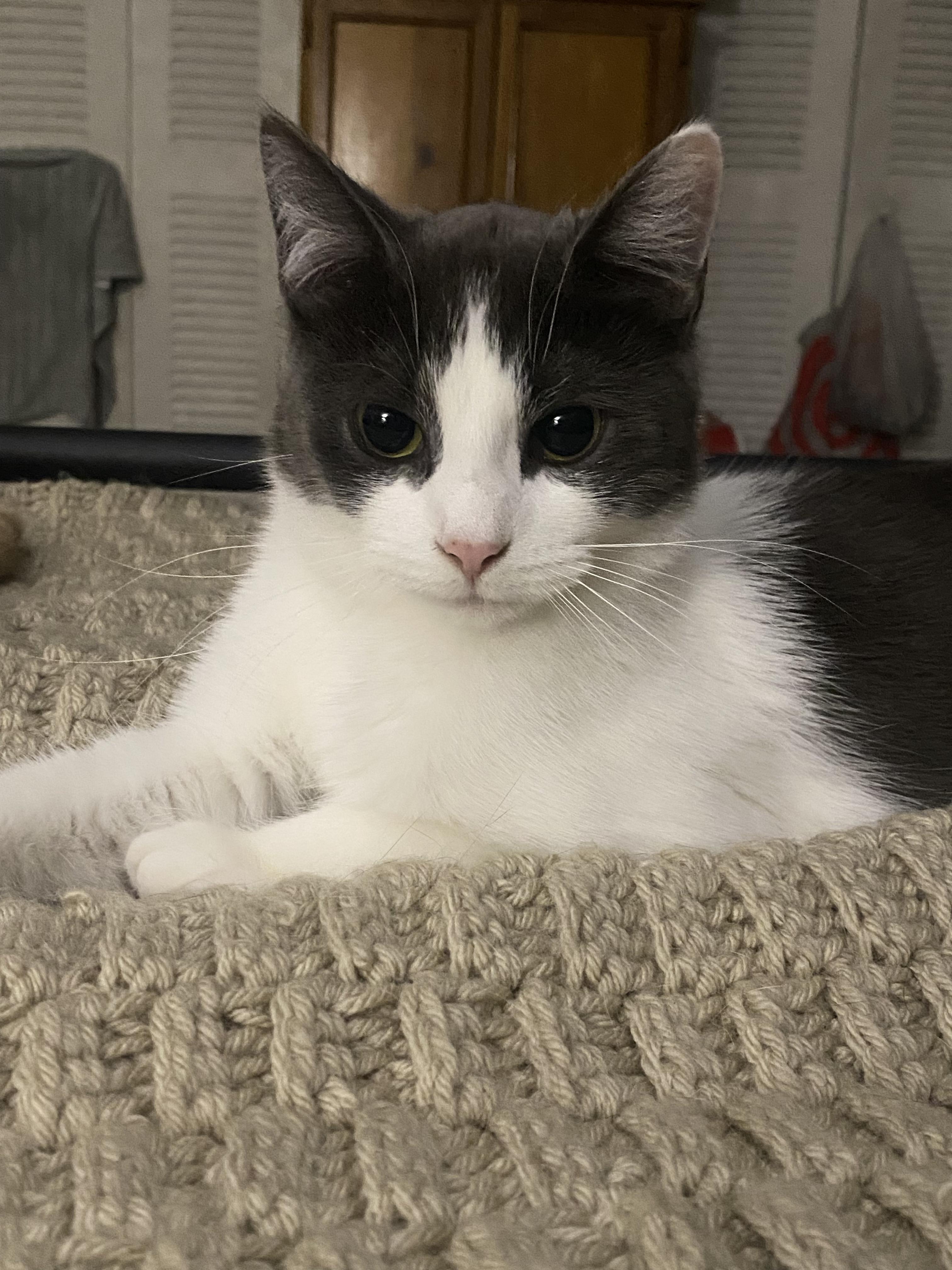 Enlarge Odette, a ADOPTABLE Domestic Short Hair in Gaylordsville, CT image 3/3