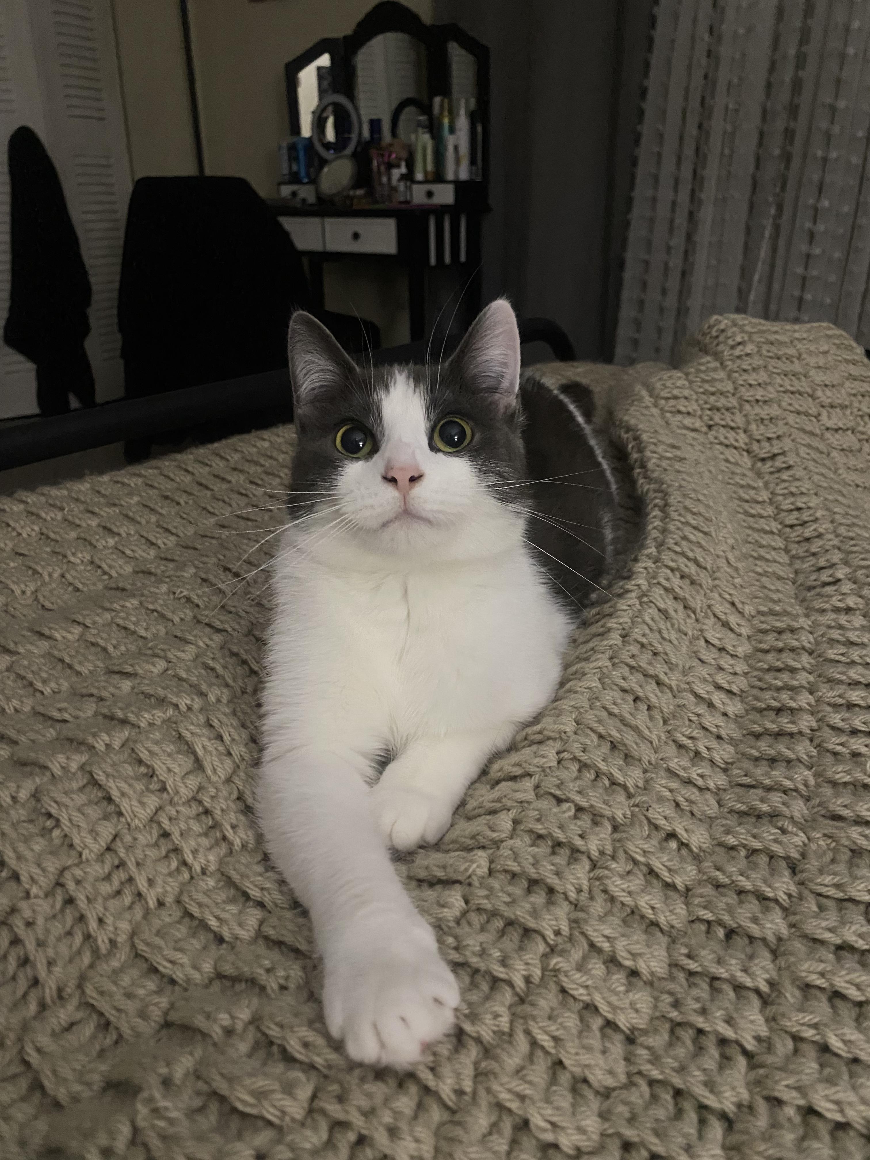 Odette, ADOPTABLE, Young Female Domestic Short Hair.