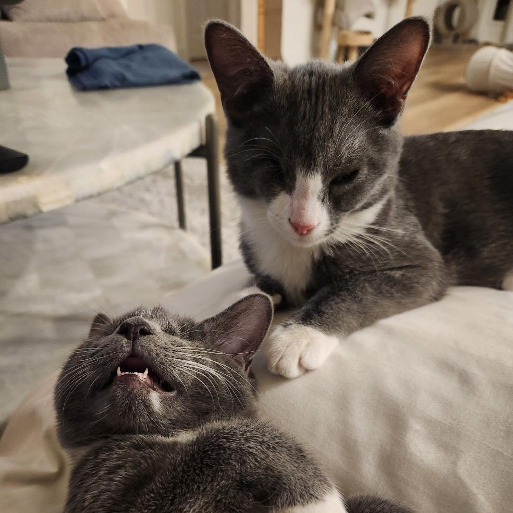 Wazowski, Adoptable, Kitten Male Domestic Short Hair.