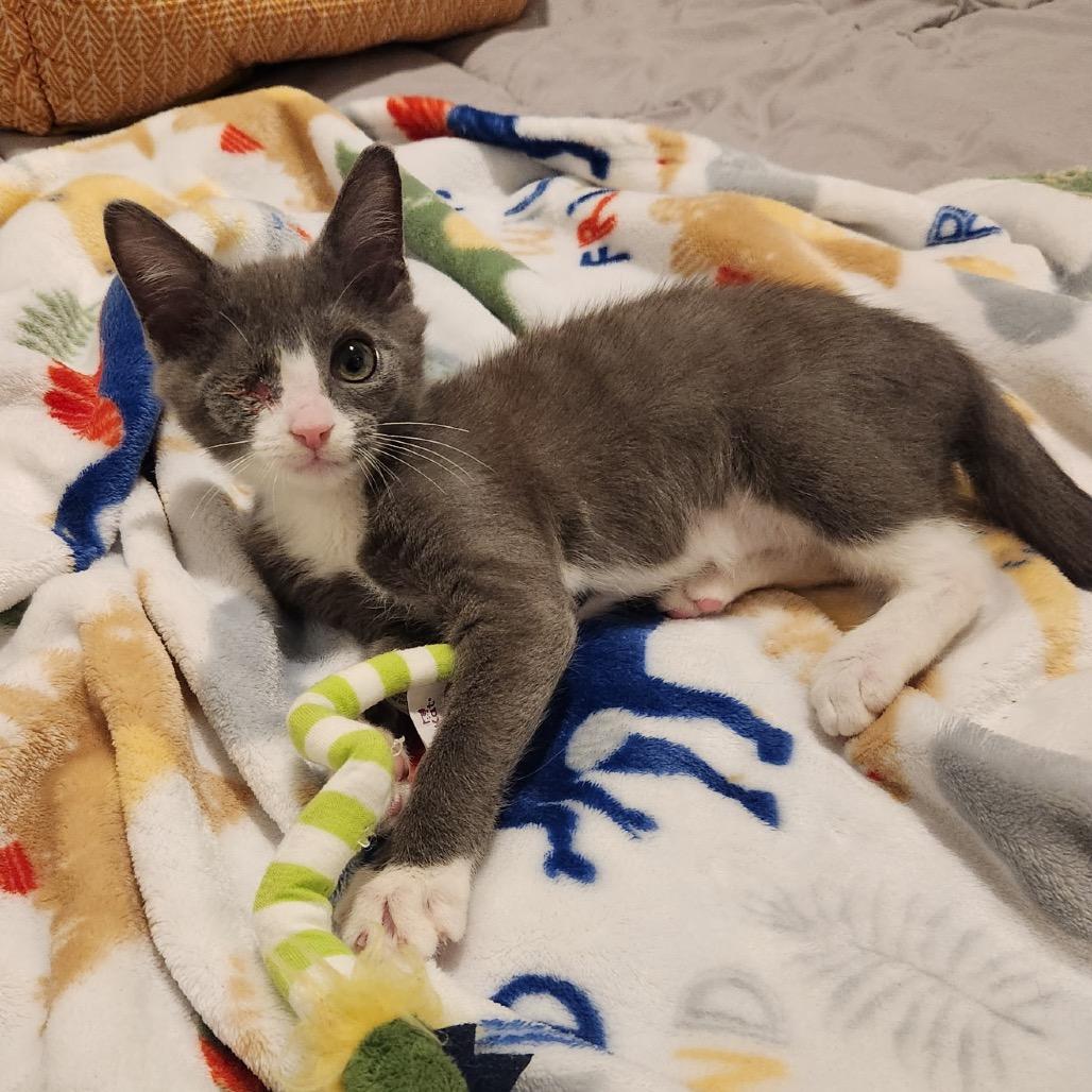 Enlarge Wazowski, a Adoptable Domestic Short Hair in North Port, FL image 2/5