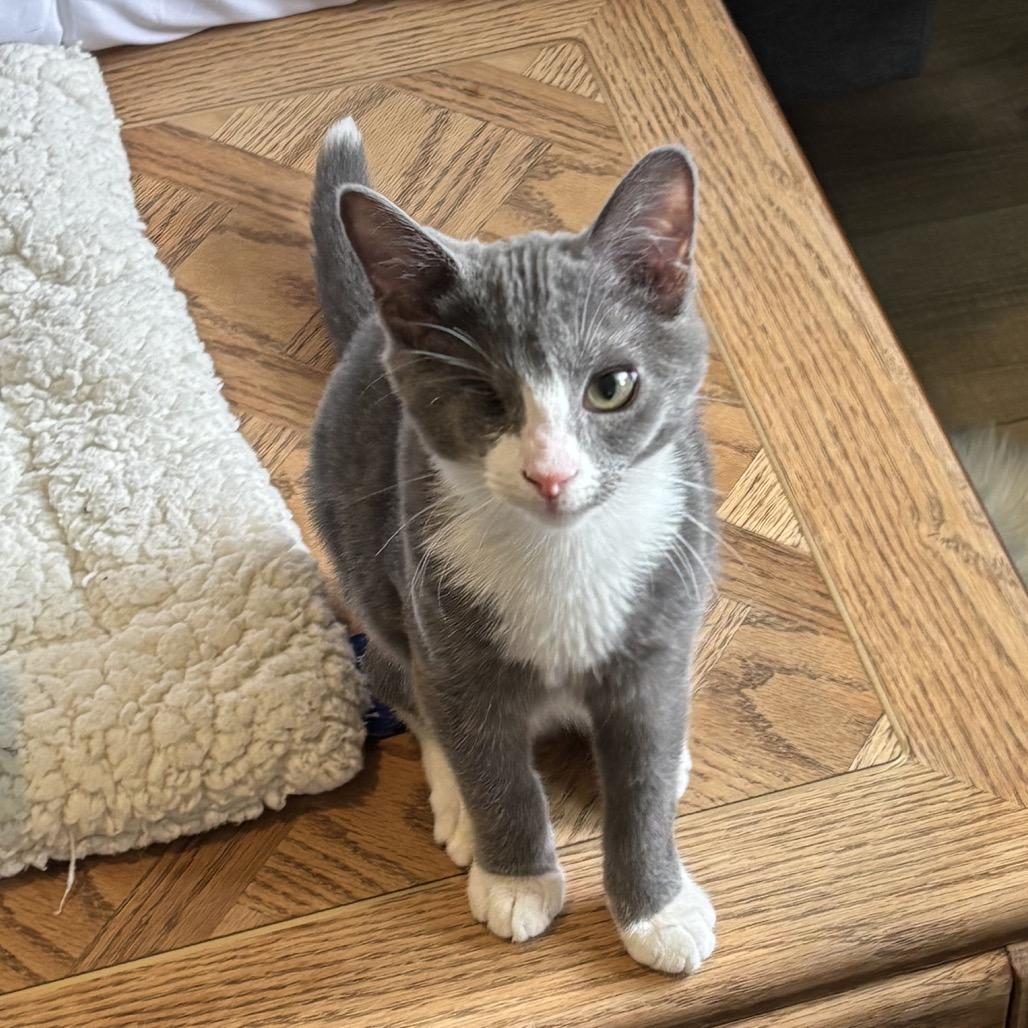 Enlarge Wazowski, a Adoptable Domestic Short Hair in North Port, FL image 3/5