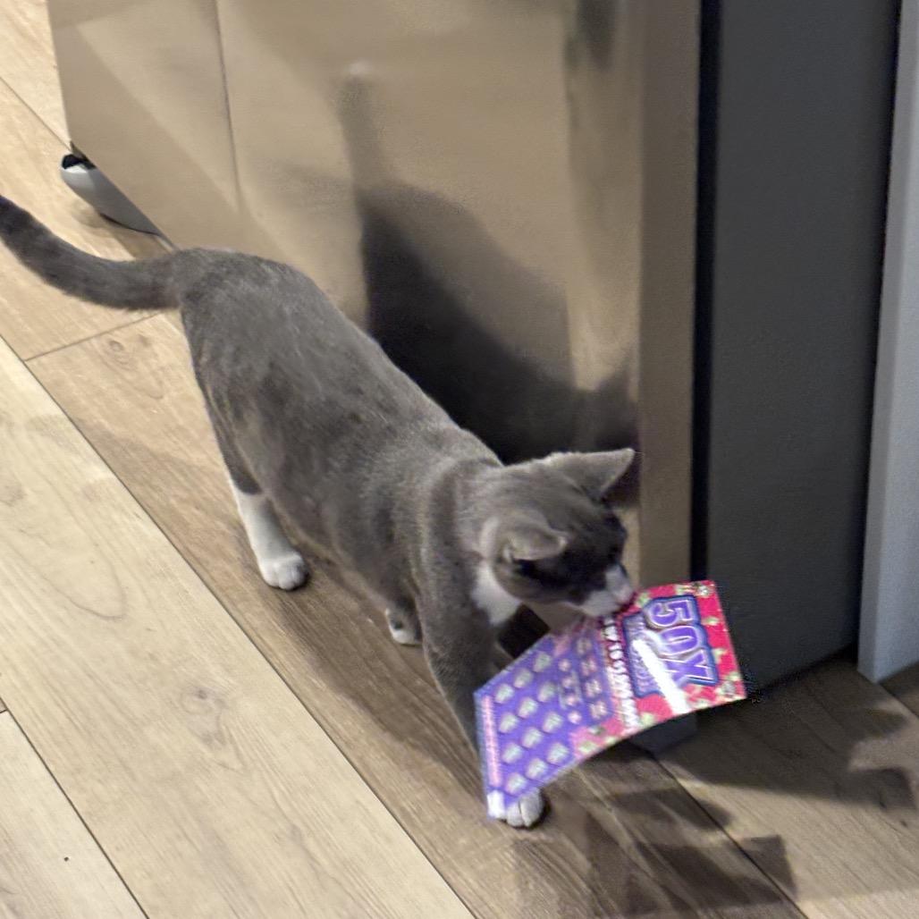 Enlarge Wazowski, a Adoptable Domestic Short Hair in North Port, FL image 4/4