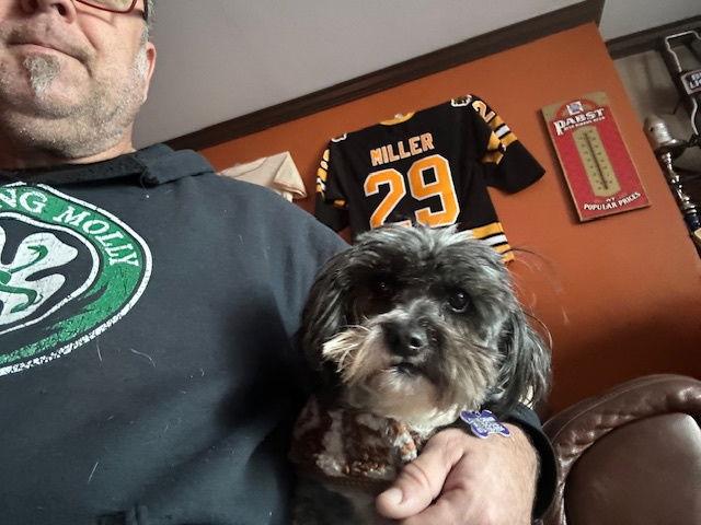 Enlarge Moochie, a Adoptable Shih Tzu in East Derry, NH image 1/3