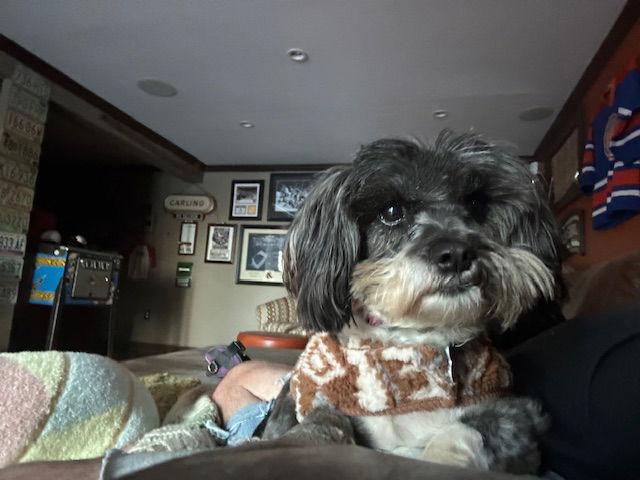 Enlarge Moochie, a Adoptable Shih Tzu in East Derry, NH image 2/3