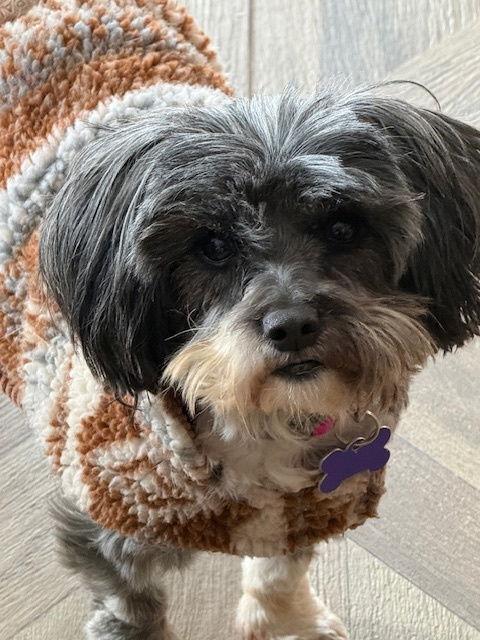 Enlarge Moochie, a Adoptable Shih Tzu in East Derry, NH image 3/3
