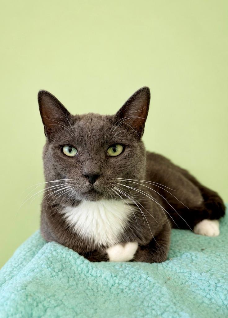 Orville, Adoptable, Adult Male Domestic Short Hair.