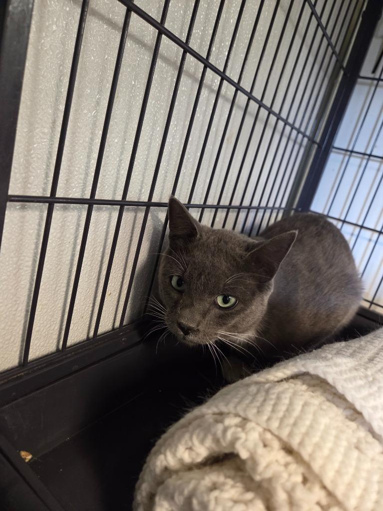 Enlarge Orville, a Adoptable mixed breed in Rock Springs, WY image 2/2