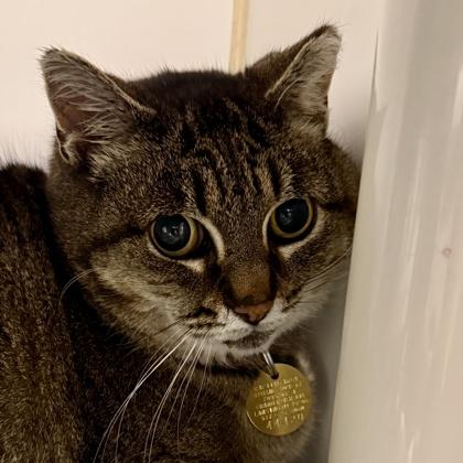 Enlarge Sophia, a ADOPTABLE Domestic Short Hair in Lansing, MI image 2/3