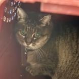 Enlarge Sophia, a ADOPTABLE Domestic Short Hair in Lansing, MI image 1/1