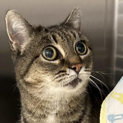 Enlarge Sophia, a ADOPTABLE Domestic Short Hair in Lansing, MI image 1/3