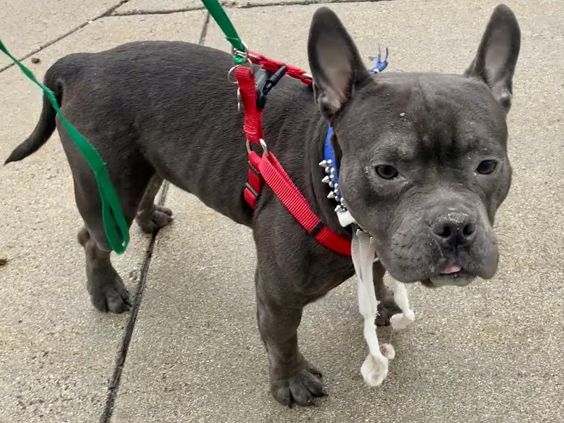 KOVU, Adoptable, Young Male French Bulldog & Pit Bull Terrier.